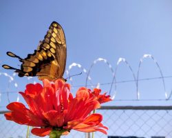 Verano alado y de colores que se resiste al otoño. Jardín de Innovación FEN-UACH