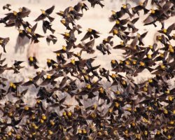 Al vuelo, camino a la Junta,